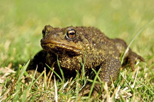 A toad