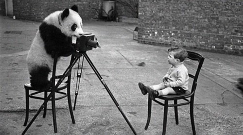 Panda taking photo of baby